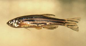 Zebrafish. (Photo courtesy of Wellcome Trust Sanger Institute) Zebrafish. (Photo courtesy of Wellcome Trust Sanger Institute)
