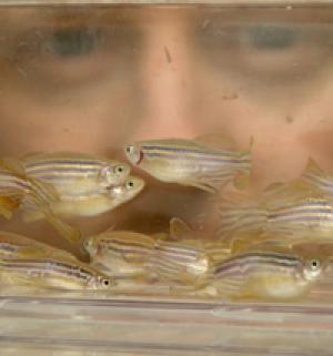 Zebrafish. Scientists have discovered how the zebrafish (Danio rerio) develops one of its four stripes of pigment cells. (Credit: Photos by Nic Delves Broughton, University of Bath Photographer) Zebrafish. Scientists have discovered how the zebrafish (Danio rerio) develops one of its four stripes of pigment cells. (Credit: Photos by Nic Delves Broughton, University of Bath Photographer)