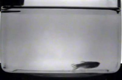 nfrared picture of an adult zebrafish (Danio rerio) sleeping at the bottom of its aquarium. (Credit: Mignot et al.) nfrared picture of an adult zebrafish (Danio rerio) sleeping at the bottom of its aquarium. (Credit: Mignot et al.)