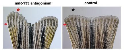Zebrafish fins. Tweaking the concentration of miR-133 affected fin growth. (Credit: Image courtesy of Duke University Medical Center) Zebrafish fins. Tweaking the concentration of miR-133 affected fin growth. (Credit: Image courtesy of Duke University Medical Center)
