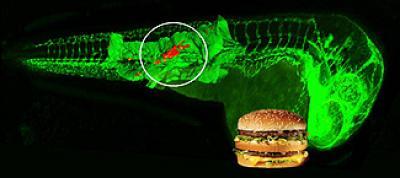 This is a zebrafish model of atherosclerosis caused by high cholesterol diet. (Credit: UCSD School of Medicine) This is a zebrafish model of atherosclerosis caused by high cholesterol diet. (Credit: UCSD School of Medicine)