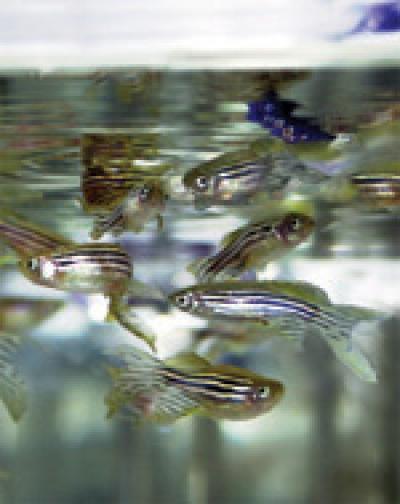 Unlike humans, zebrafish are able to regenerate amputated appendages. (Credit: Courtesy of the Salk Institute) Unlike humans, zebrafish are able to regenerate amputated appendages. (Credit: Courtesy of the Salk Institute)