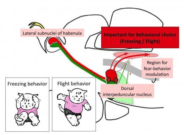 Neural circuit from lateral subnuclei of habenula to region for fear-behavior modulation. (Credit: © RIKEN) Neural circuit from lateral subnuclei of habenula to region for fear-behavior modulation. (Credit: © RIKEN)