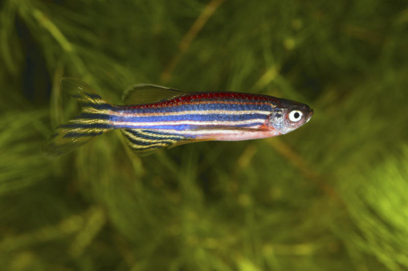 Researchers have succeeded in switching individual genes off and on in zebrafish, then observing embryonic and juvenile development. (Credit: iStockphoto) Researchers have succeeded in switching individual genes off and on in zebrafish, then observing embryonic and juvenile development. (Credit: iStockphoto)