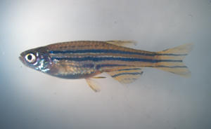 Zebrafish are a type of minnow widely used in scientific research and home aquariums. Small, semi-transparent freshwater fish, they reproduce rapidly and their transparent embryos develop outside the body. Such traits are helpful for viewing biological processes within the embryo or adult tissues. (Credit: Shu Tu) Zebrafish are a type of minnow widely used in scientific research and home aquariums. Small, semi-transparent freshwater fish, they reproduce rapidly and their transparent embryos develop outside the body. Such traits are helpful for viewing biological processes within the embryo or adult tissues. (Credit: Shu Tu)