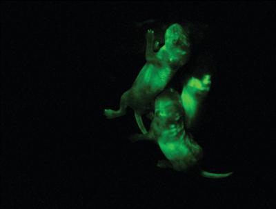 Scientists at the University of Cambridge bred mice with fluorescent green cells derived from haploid (single chromosome set) embryonic stem cells. (Credit: Anton Wutz and Martin Leeb, University of Cambridge/Nature) Scientists at the University of Cambridge bred mice with fluorescent green cells derived from haploid (single chromosome set) embryonic stem cells. (Credit: Anton Wutz and Martin Leeb, University of Cambridge/Nature)