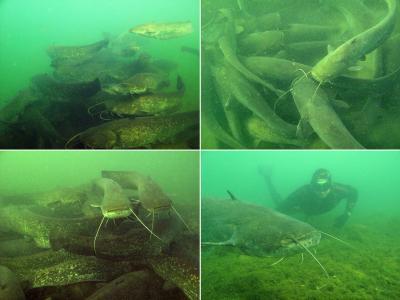 This image shows monospecific circularly moving aggregations. (Credit: Stéphanie Boulêtreau, Julien Cucherousset, Sébastien Villéger, Rémi Masson, Frédéric Santoul. Colossal Aggregations of Giant Alien Freshwater Fish as a Potential Biogeochemical Hotspot. PLoS ONE, 2011; 6 (10): e25732 DOI: 10.1371/journal.pone.0025732) This image shows monospecific circularly moving aggregations. (Credit: Stéphanie Boulêtreau, Julien Cucherousset, Sébastien Villéger, Rémi Masson, Frédéric Santoul. Colossal Aggregations of Giant Alien Freshwater Fish as a Potential Biogeochemical Hotspot. PLoS ONE, 2011; 6 (10): e25732 DOI: 10.1371/journal.pone.0025732)
