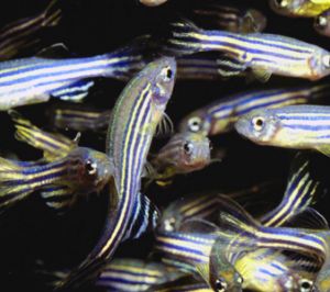 Understanding tissue regeneration in zebrafish could help find a way of regenerating human tissue, say researchers. Credit: Marine Biological Laboratory, Woods Hole Understanding tissue regeneration in zebrafish could help find a way of regenerating human tissue, say researchers. Credit: Marine Biological Laboratory, Woods Hole