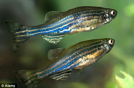 Breakthrough: By studying zebrafish (pictured), scientists worked out exactly how the freshwater species uses retinoic acid to re-grow parts of its body Read more: http://www.dailymail.co.uk/sciencetech/article-2066061/Scientists-discover-secret-limb-regeneration-Its-genetic-trick-using-acid-vitamin-A.html#ixzz1fLCpWcdp Breakthrough: By studying zebrafish (pictured), scientists worked out exactly how the freshwater species uses retinoic acid to re-grow parts of its body Read more: http://www.dailymail.co.uk/sciencetech/article-2066061/Scientists-discover-secret-limb-regeneration-Its-genetic-trick-using-acid-vitamin-A.html#ixzz1fLCpWcdp