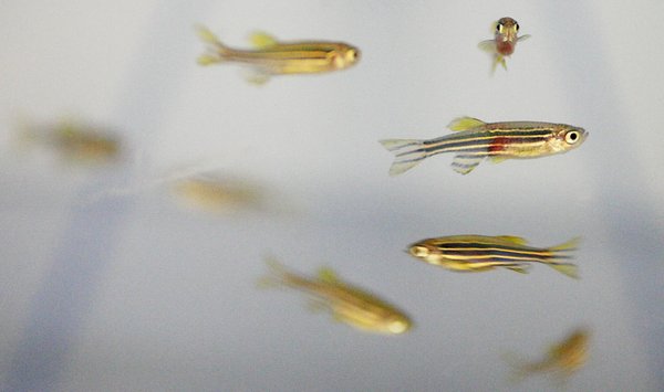 Photo by Grace Beahm Zebrafish are a key component to the study of how metastatic breast cancer progresses in humans. Scientists at the Medical University of South Carolina are studying these fish as well as mice in the hopes of developing new treatments for the disease. Photo by Grace Beahm Zebrafish are a key component to the study of how metastatic breast cancer progresses in humans. Scientists at the Medical University of South Carolina are studying these fish as well as mice in the hopes of developing new treatments for the disease.