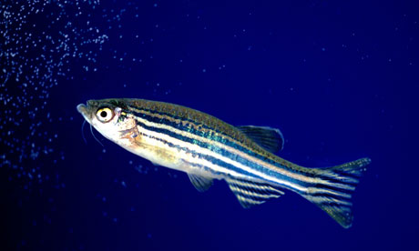 What can the zebrafish teach us about mending a human heart? Photograph: Alamy What can the zebrafish teach us about mending a human heart? Photograph: Alamy