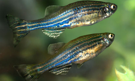 Zebrafish are not just for brightening aquariums, they are key to research. Photograph: Alamy Zebrafish are not just for brightening aquariums, they are key to research. Photograph: Alamy
