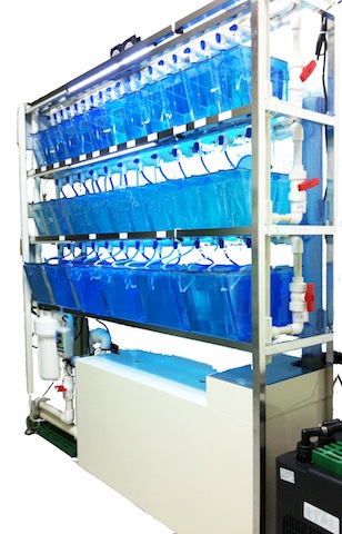 Custom Classic Zebrafish Tank System
