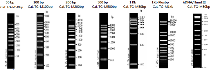 DNA Ladder DNA Ladder