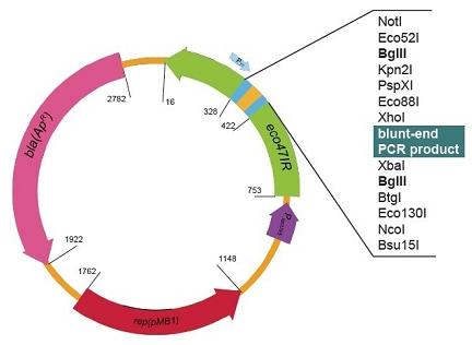 ZBack Faster Ligation Kit ZBack Faster Ligation Kit